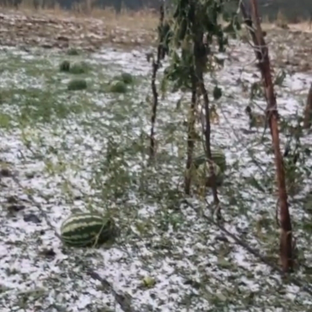 Elazığ'da fırtına ve dolu, tarım arazilerine zarar verdi