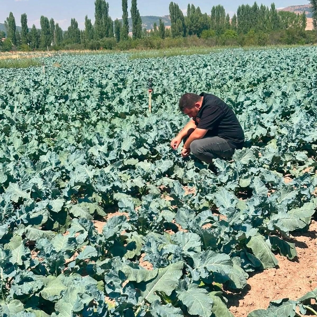 Sinanpaşa'da brokoli üretim alanlarında tarla kontrolleri gerçekleştirildi