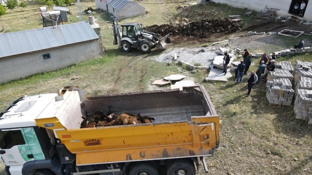 Erzincan'da ayı dehşeti: Ağıla ayı girdi,  144 küçükbaş hayvan telef oldu
