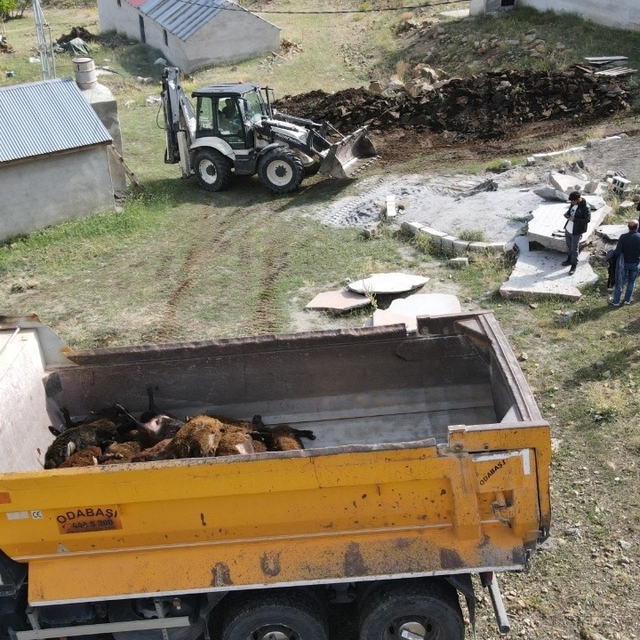 Erzincan'da ayı dehşeti: Ağıla ayı girdi,  144 küçükbaş hayvan telef oldu