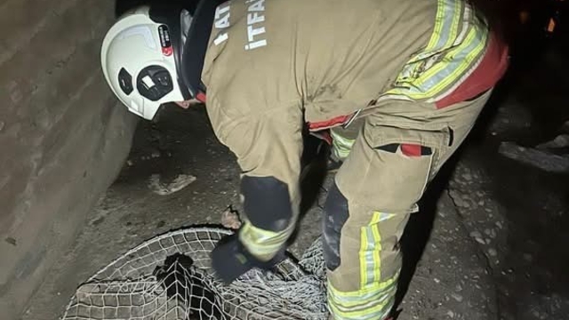 İskenderun ve Arsuz'da mahsur kalan hayvanlar kurtarıldı