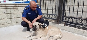 Köpeği annesi sanan kedi