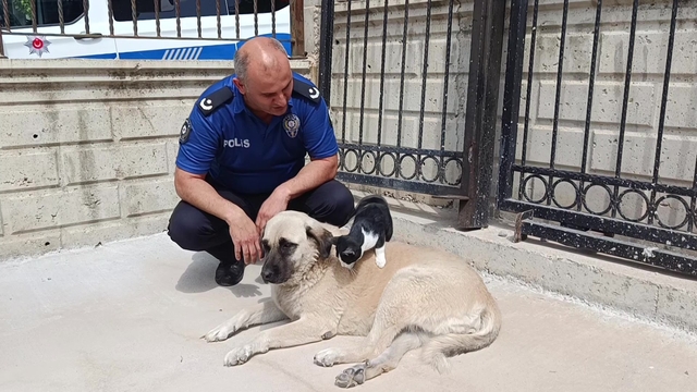 Köpeği annesi sanan kedi