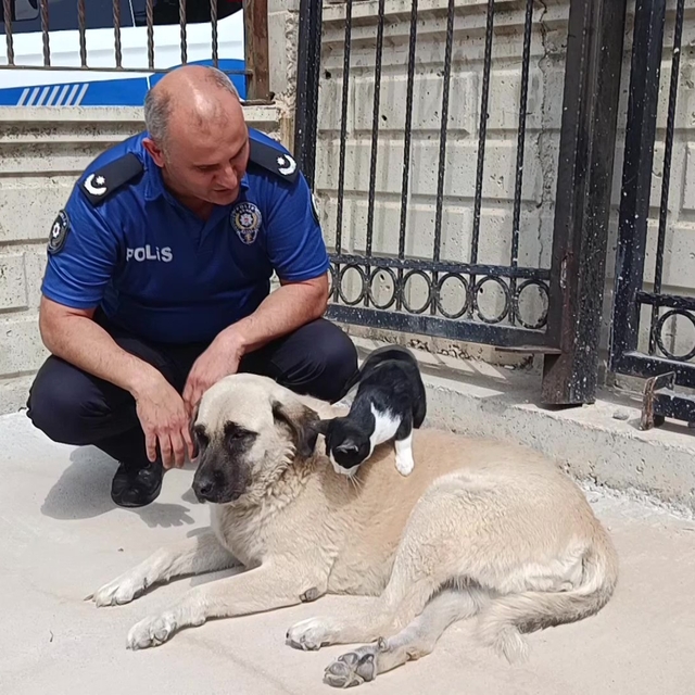 Köpeği annesi sanan kedi