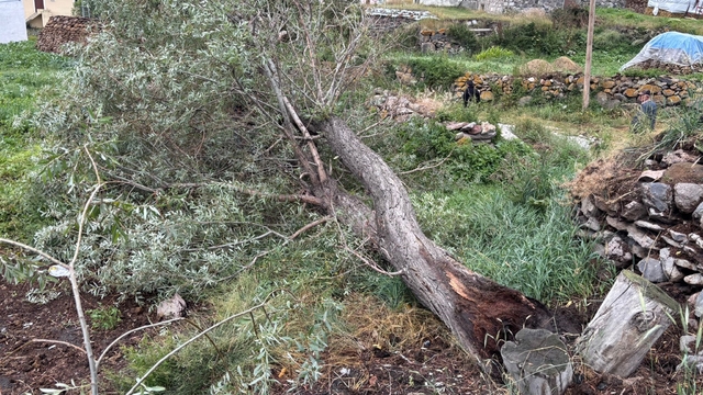 Ardahan'da şiddetli fırtına ağaçları kökünden söktü