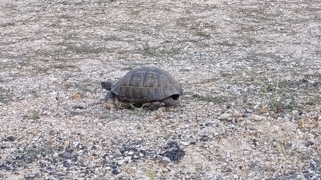 Kara yoluna çıkan kaplumbağa için araçları durdurdular