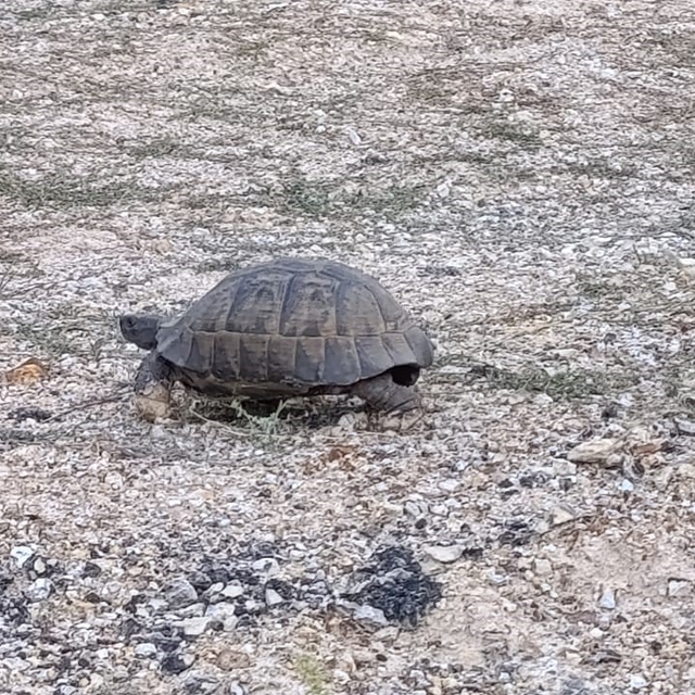 Kara yoluna çıkan kaplumbağa için araçları durdurdular