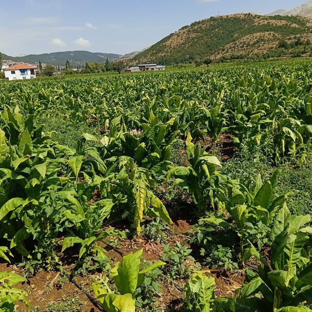 Dolu yağışı tütünlere zarar verdi