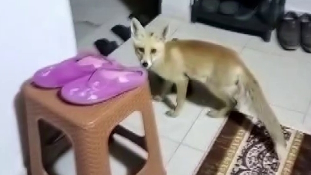 Her akşam gelip kedilerle aynı kaptan mama yiyor