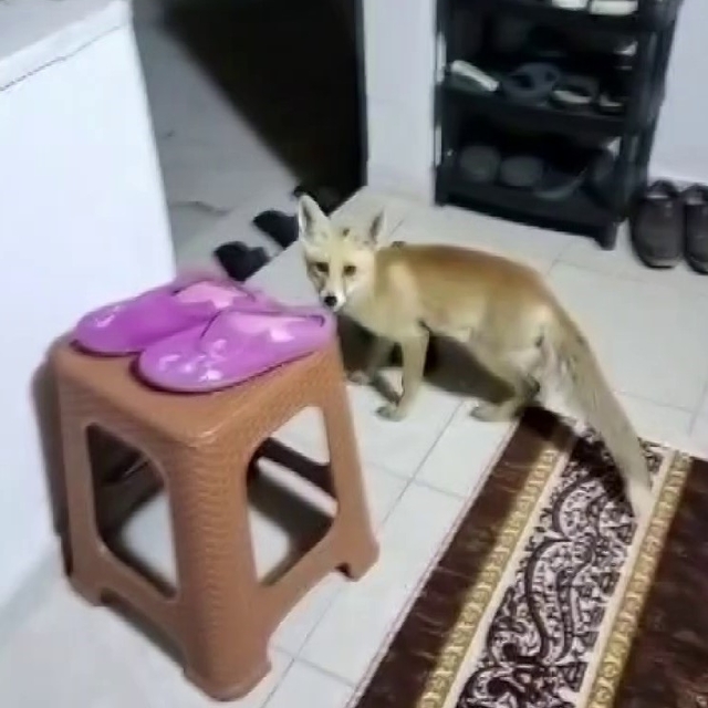 Her akşam gelip kedilerle aynı kaptan mama yiyor