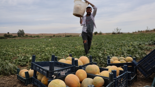 Adanalı üretici aracısız kavunları pazarda tüketiciye uygun fiyattan sunuyor
Tarladan sofraya aracısız kavunun kilosunu 15-20 liradan satılıyor
