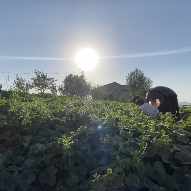 Ağrı'da bostanların bereketi kışa taşınıyor