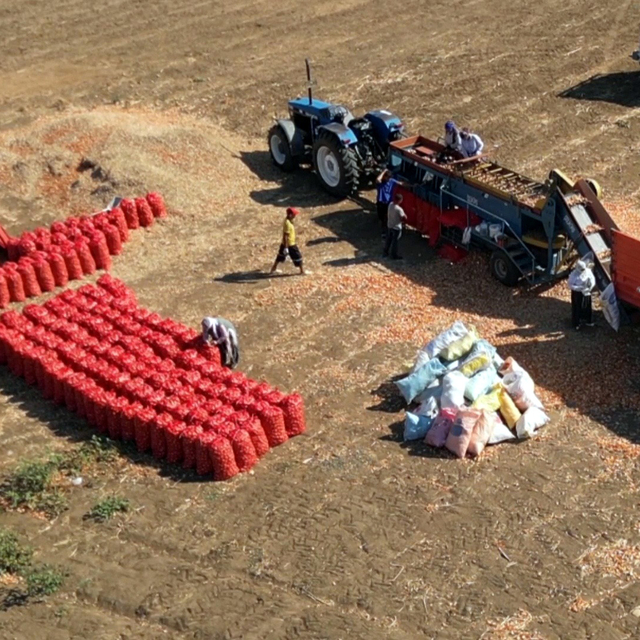 Coğrafi işaretli Tekirdağ soğanında hasat başladı