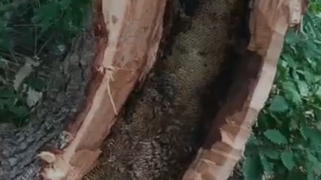 Bingöl'de ağaç kovuğundan kilo kilo bal çıktı