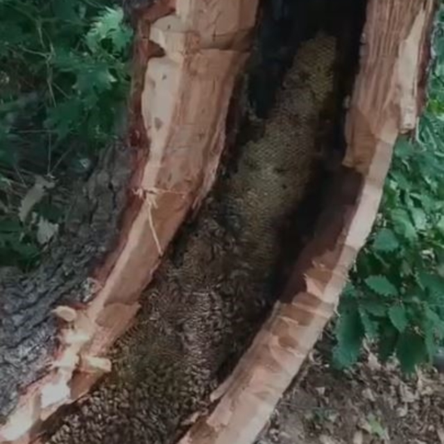 Bingöl'de ağaç kovuğundan kilo kilo bal çıktı