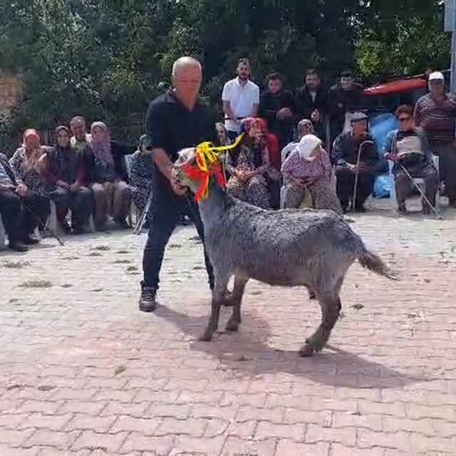 Mut'ta 'keçi güzellik yarışması' düzenlendi