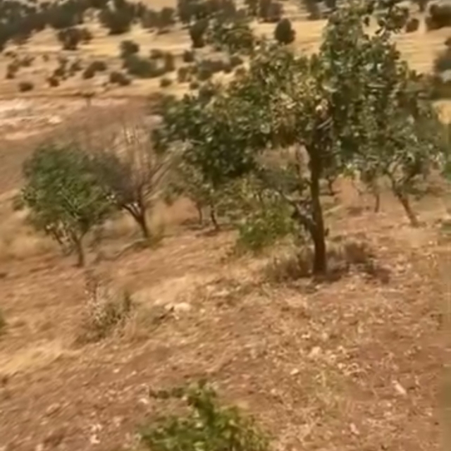 Siirt'te yaban domuzları 20 yıllık fıstık ağaçlarına zarar verdi