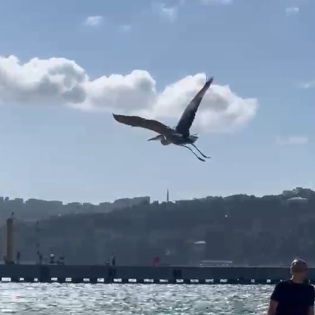 Balıkçıl kuşu vatandaşların ilgi odağı oldu