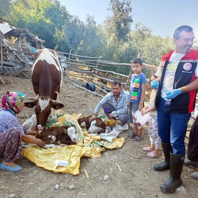 Muğla'da yeni doğan buzağılar için seferberlik