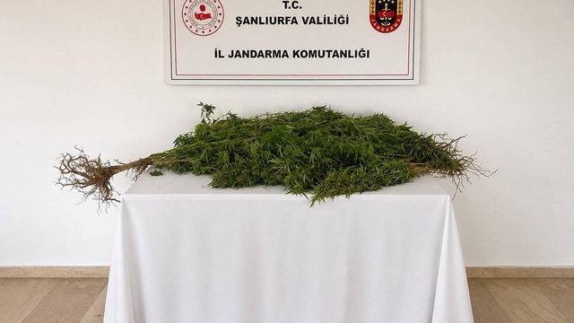 Eyyübiye'de 8 kök kenevir bitkisi ele geçirildi