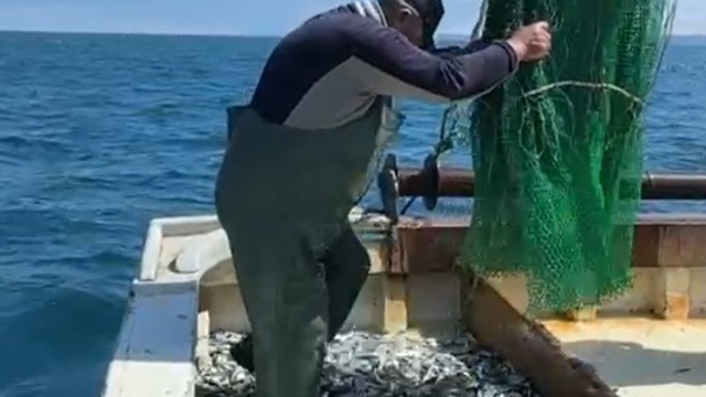 Karadeniz'de sezonun ilk balık avı: Ağlardan mezgit çıktı