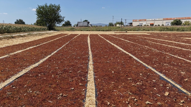 Manisa'da üzüm sergileri renk cümbüşü oluşturdu