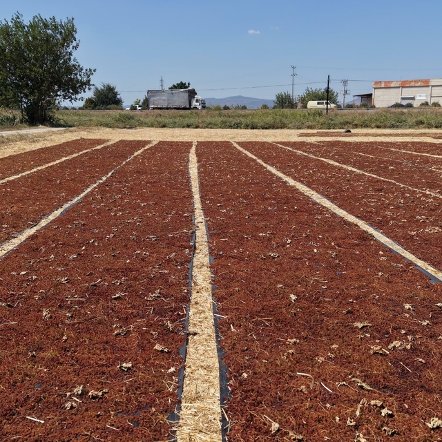 Manisa'da üzüm sergileri renk cümbüşü oluşturdu