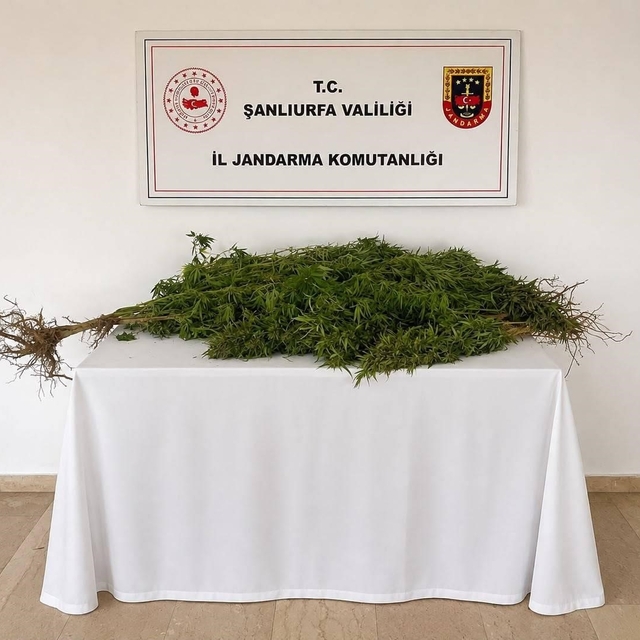 Eyyübiye'de 8 kök kenevir bitkisi ele geçirildi