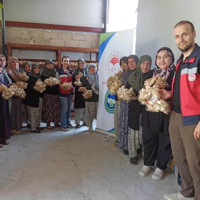 Domaniç'te sarımsak üreticilerine organik tarım desteği