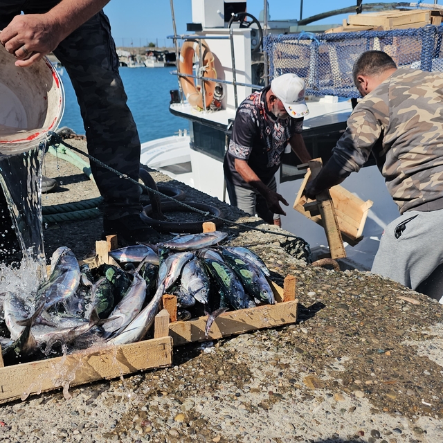 Zonguldak'ta balıkçılar 50 ton balıkla döndü