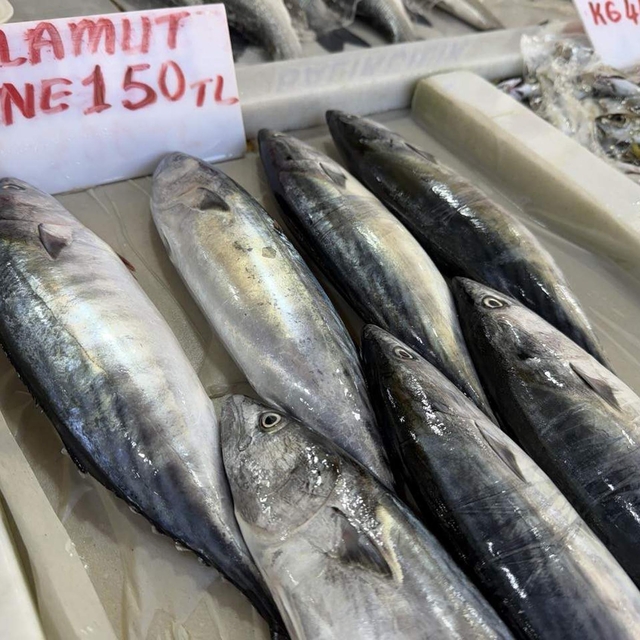 Tekirdağ'da palamut bereketi