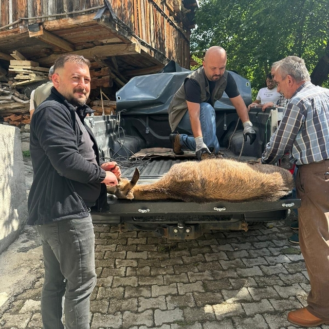 Halsiz düşen yaban keçisi köye sığındı
