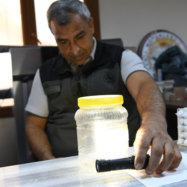 Yeşil vatanın sessiz koruyucuları laboratuvarda yetiştiriliyor