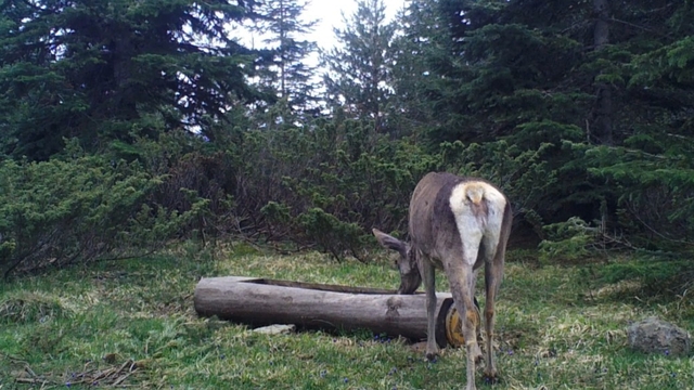 Ilgaz Dağı'nda kızıl geyik, su içerken görüntülendi