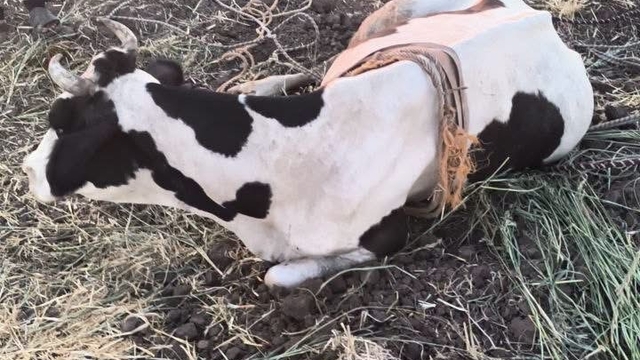Reyhanlı'da  bataklığa düşen büyükbaş hayvan kurtarıldı
