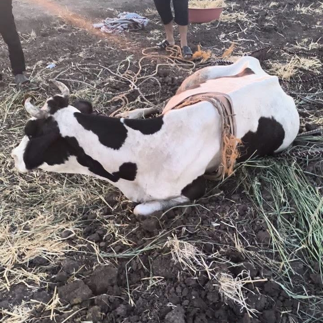 Reyhanlı'da  bataklığa düşen büyükbaş hayvan kurtarıldı