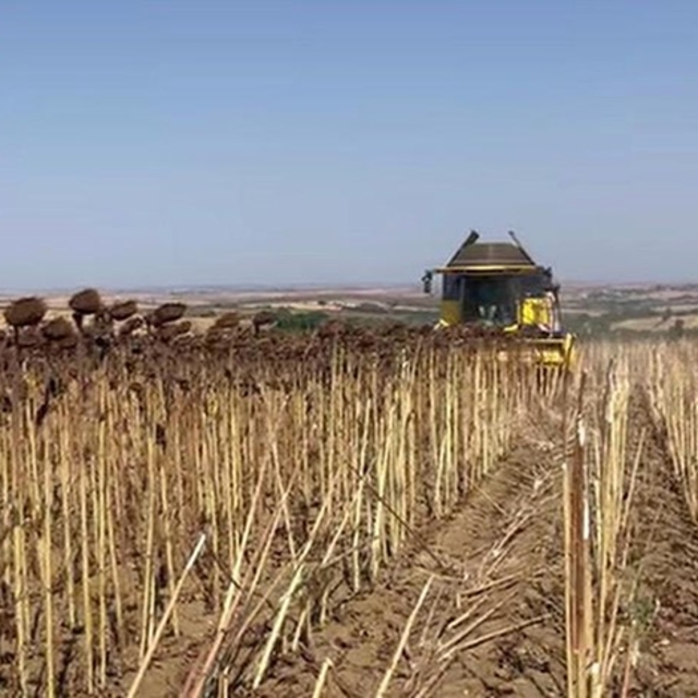 Hayrabolu'da ayçiçeği tarlalarında hasat zamanı