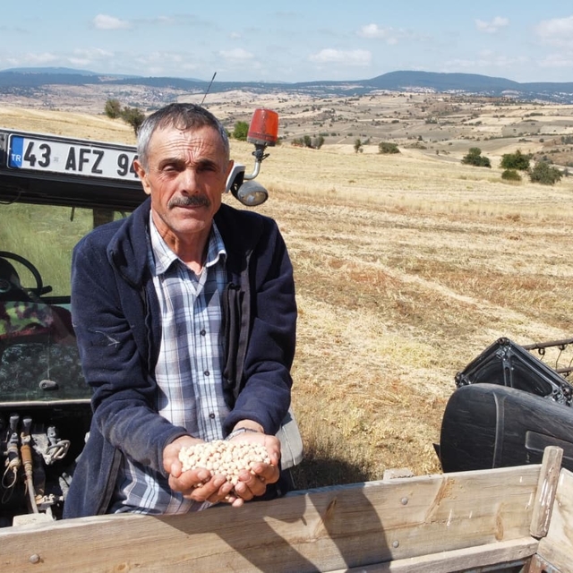 Yerli nohut çeşidinde hasat zinciri büyüyor