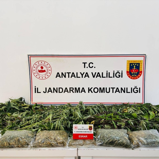 Alanya'da uyuşturucu operasyonunda 24 kök kenevir ve 2 kilo 642 gram esrar...