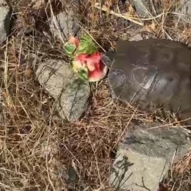 Kaplumbağaya su bulamayınca karpuz ikram etti