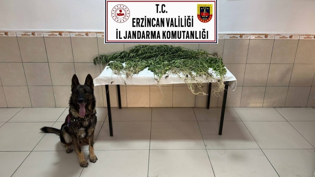 Erzincan'da uyuşturucu operasyonunda 227 kök kenevir ele geçirildi