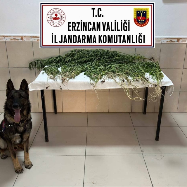 Erzincan'da uyuşturucu operasyonunda 227 kök kenevir ele geçirildi