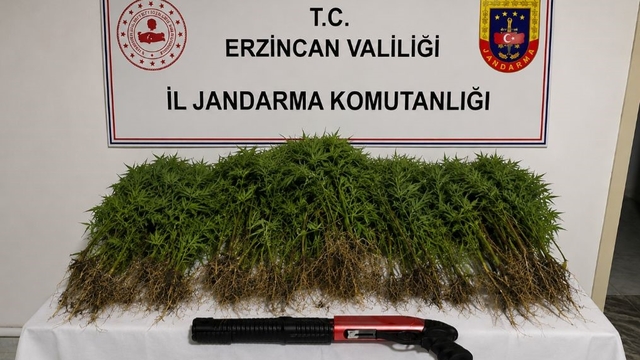 Tercan'da uyuşturucu operasyonunda 174 kök kenevir ele geçirildi