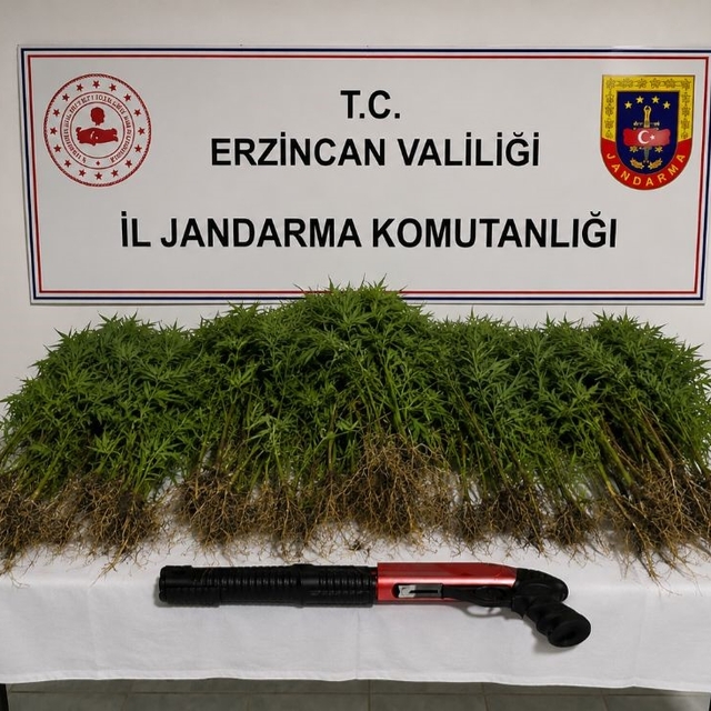 Tercan'da uyuşturucu operasyonunda 174 kök kenevir ele geçirildi