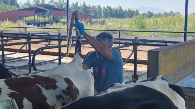Söke'de hastalıktan ari işletmelerde rutin sağlık kontrolleri sürüyor
