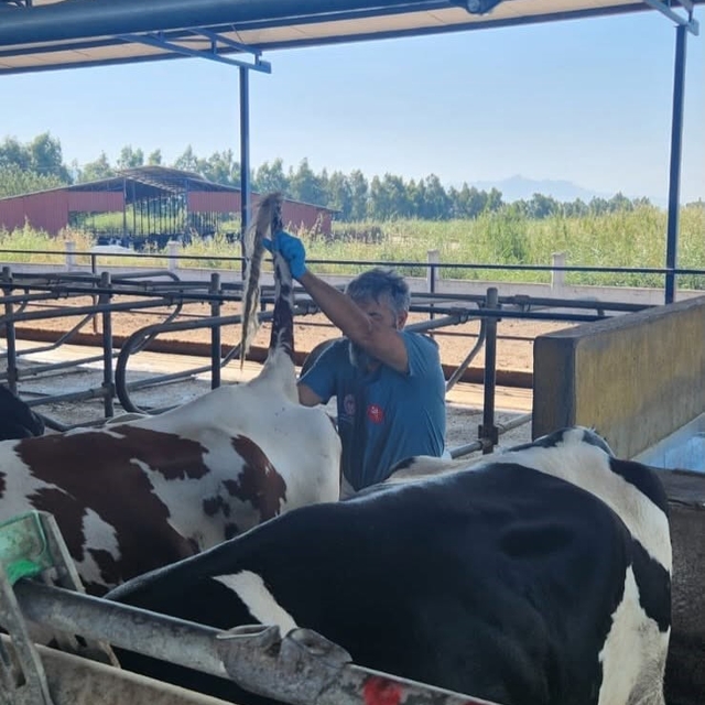 Söke'de hastalıktan ari işletmelerde rutin sağlık kontrolleri sürüyor
