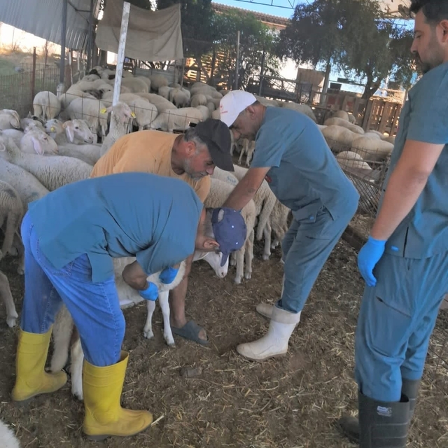Köşk'te küçükbaş hayvanlara yönelik kimliklendirme çalışmaları sürüyor