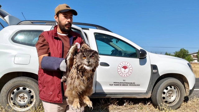 Yaralı puhu kuşu koruma altına alındı