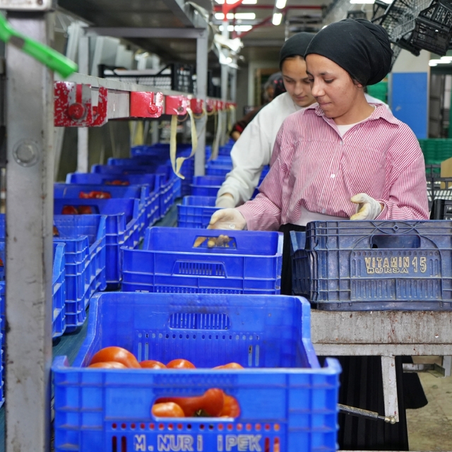 Ağustos ayında domates işlem miktar endeksi yüzde 56,70 azaldı