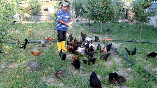 Çocukluk hayali için esnaflığı bıraktı, 20 yıldır kanatlı hayvan üretiyor